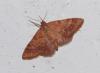 Idaea exilaria